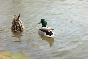 Pair of ducks swimming in a pond
