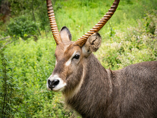 scimitar-horned oryx from Cabarceno Park (Cantabria)