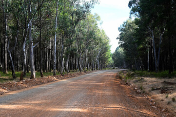 stroll through the forest and trees