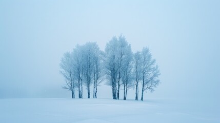 Fototapeta premium Trees stand alone in winter s desolate Northern landscape