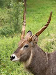 scimitar-horned oryx from Cabarceno Park (Cantabria)