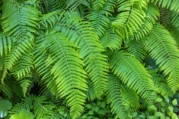 Beautiful fern leaves growing wild in the mountains and fields.