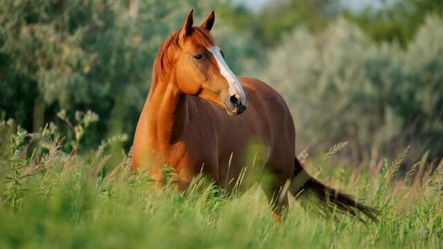A chestnut horse with a white blaze stands in a field of tall green grass, its head turned towards the camera.