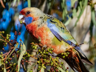 Adelaide Crimson Rosella in South Australia