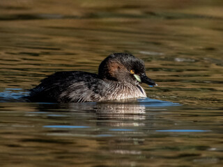 Australian Grebe in South Australia