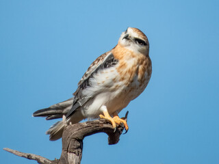 Juvenile Black-shouldered Kite in South Australia