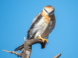 Juvenile Black-shouldered Kite in South Australia