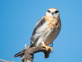 Juvenile Black-shouldered Kite in South Australia