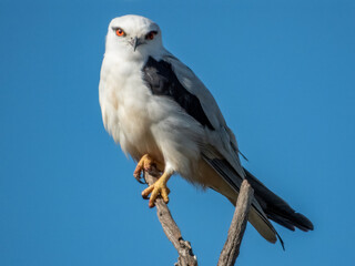 Black-shouldered Kite in South Australia