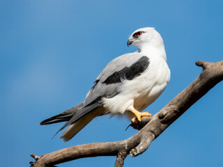 Black-shouldered Kite in South Australia