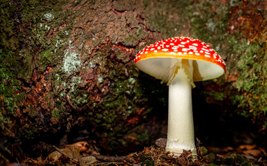 Poisonous red fly agaric Amanita muscaria, a hallucinogenic mushroom growing in the forest.
