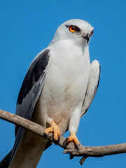 Black-shouldered Kite in South Australia