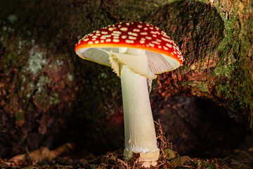 Poisonous red fly agaric Amanita muscaria, a hallucinogenic mushroom growing in the forest. © Bondariev Volodymyr.