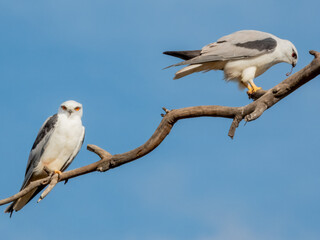 Black-shouldered Kite in South Australia