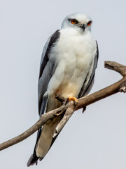 Black-shouldered Kite in South Australia