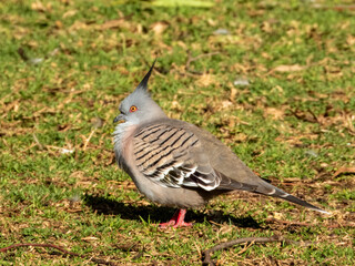 Crested Pigeon in South Australia