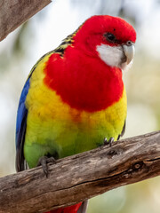 Eastern Rosella in South Australia