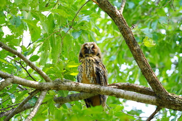 トラフズクの幼鳥がかわいい