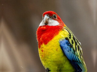 Eastern Rosella in South Australia
