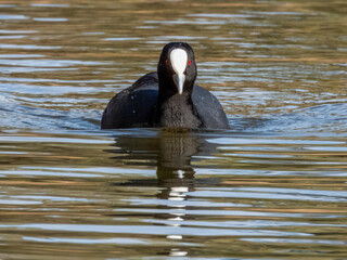 Eurasian Coot in South Australia
