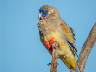Greater Bluebonnet in South Australia