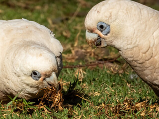 Little Corella in South Australia