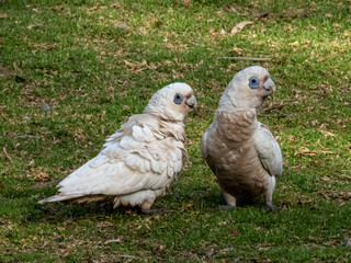 Little Corella in South Australia