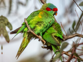 Musk Lorikeet in South Australia