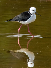 Pied Stilt in South Australia