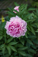 pink peony flower in the garden