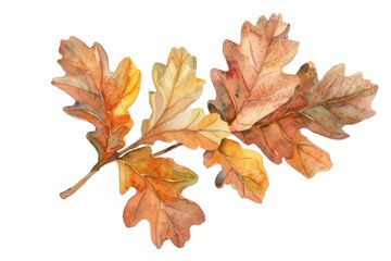 Autumn oak leaves watercolor illustration