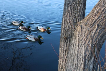 Mallard (Ducks with Green Head) in the Lake 