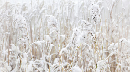 A field of wheat stalks covered in snow during winter an abnormal phenomenon banner. abnormal weather