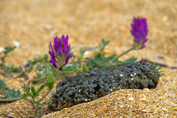 A piece of styrofoam floated in the sea and soaked in petroleum products. Contaminated synthetic foam washed up on the beach by the sea. Plastic pollution. Tragacanth (Astragalus) blooms