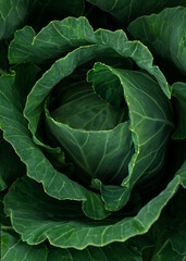 Fototapeta premium Close up of green white cabbage in summer garden. Macro shot of cabbage leaves. Harvest vegetables. Food