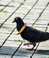 Piece of bread with hole was put around pigeon's neck by playful children. Food is always with dove now. Comic concept: all that is mine with me all the time (base needs-base requests)