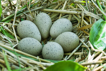 Bird's Nest Guide. Nidology. European coot (Fulica atra) nest on a eutrophied lake with an...