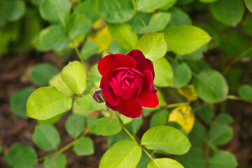 one red rose close-up on a bush in the garden