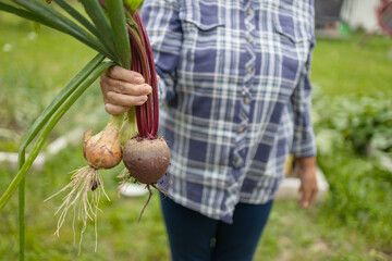 Women holding delicious fresh vegetables, harvesting onions and beetroots in the backyard garden. Selective focus. Farmer holds a braid of ripe onion.
