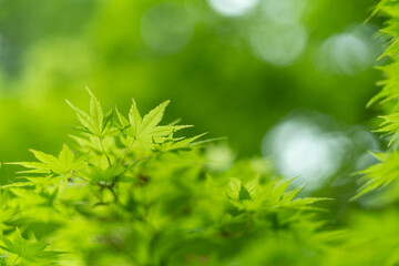 美しい新緑