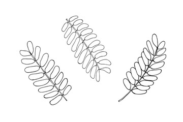 Amla leavs set. Hand-drawn indian goosberry leavs. Botanical vector illustration isolated on white.