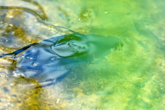 Water Beetle (Hydrous sp.) emerges to the surface