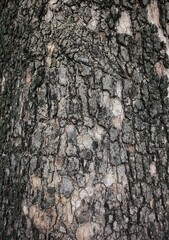 Brown bark wood background or texture