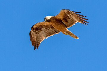 Águila Calzada en vuelo de caza, habitante común en el parque natural de Cazorla, Segura y Las Villas.