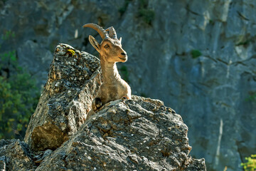 Macho de cabra hispánica pirenaica, en el parque natural de Cazorla, Segura y Las Villas.