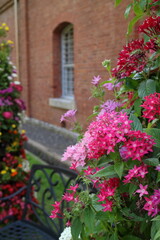 レンガの建物と赤いペンタス