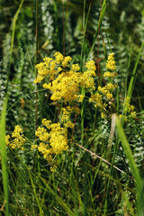 Summer nature wild blossoming yellow flower Galium verum or bedstraw outdoor, grasses and wildflowers at sunlight, meadow medical herb and field bloom plant, summer flowering season, botanical scene