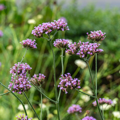 梅雨が明けぬ朝