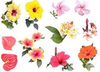 切り抜き透過素材セットー夏の花2
