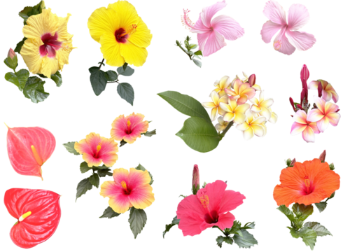 切り抜き透過素材セットー夏の花2